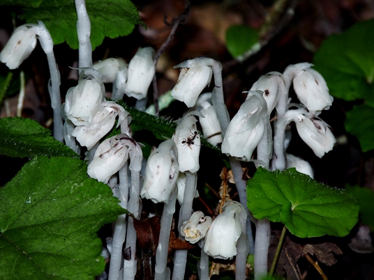 {Monotropa uniflora}
